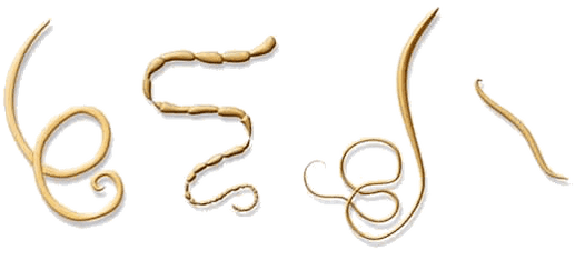 NEOflorax pomaga proti vsem znanim helminthom