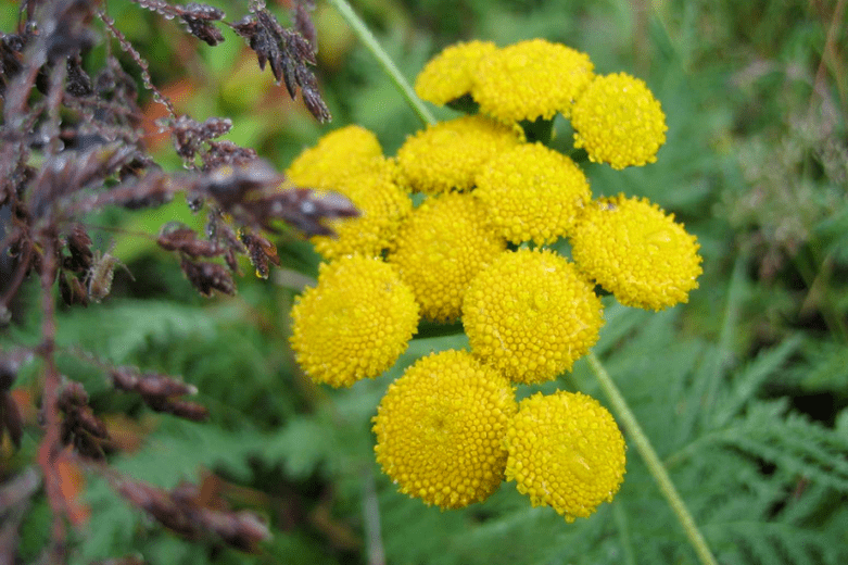 tansy za odstranjevanje črvov